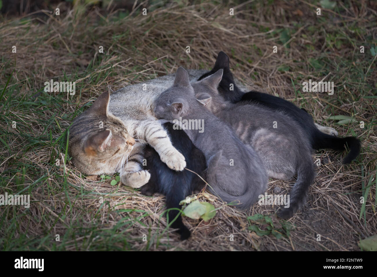 Cat Nursing her Kittens. motherhood Stock Photo