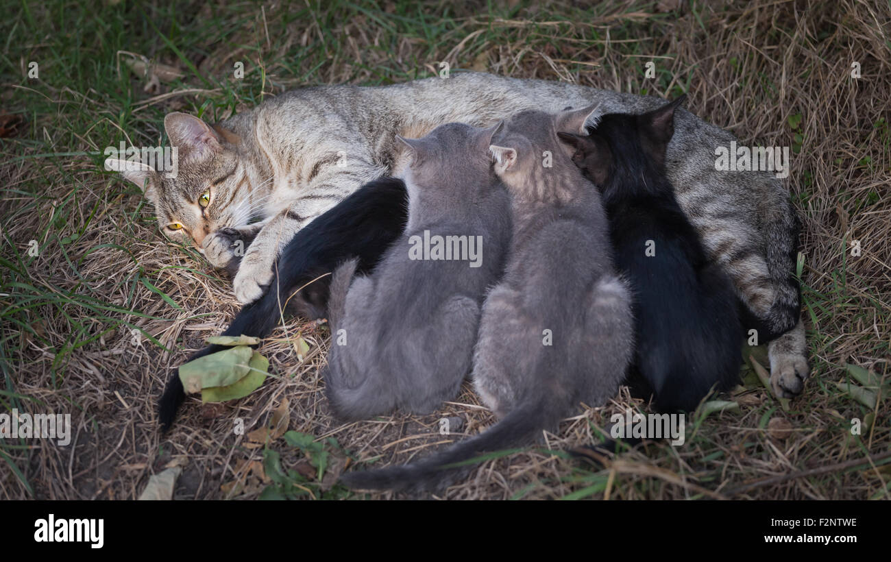 Cat Nursing her Kittens. motherhood Stock Photo