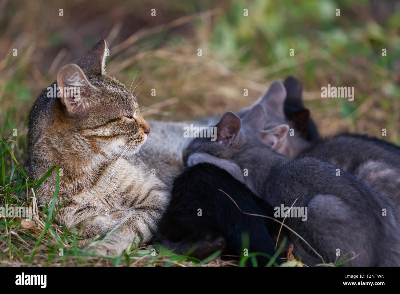 Cat Nursing her Kittens. motherhood Stock Photo