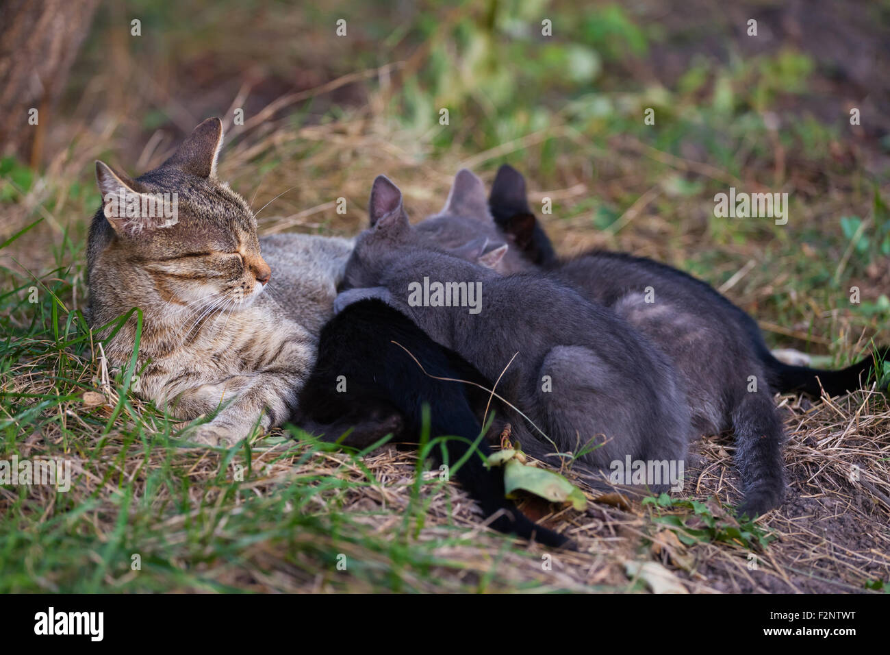 Cat Nursing her Kittens. motherhood Stock Photo