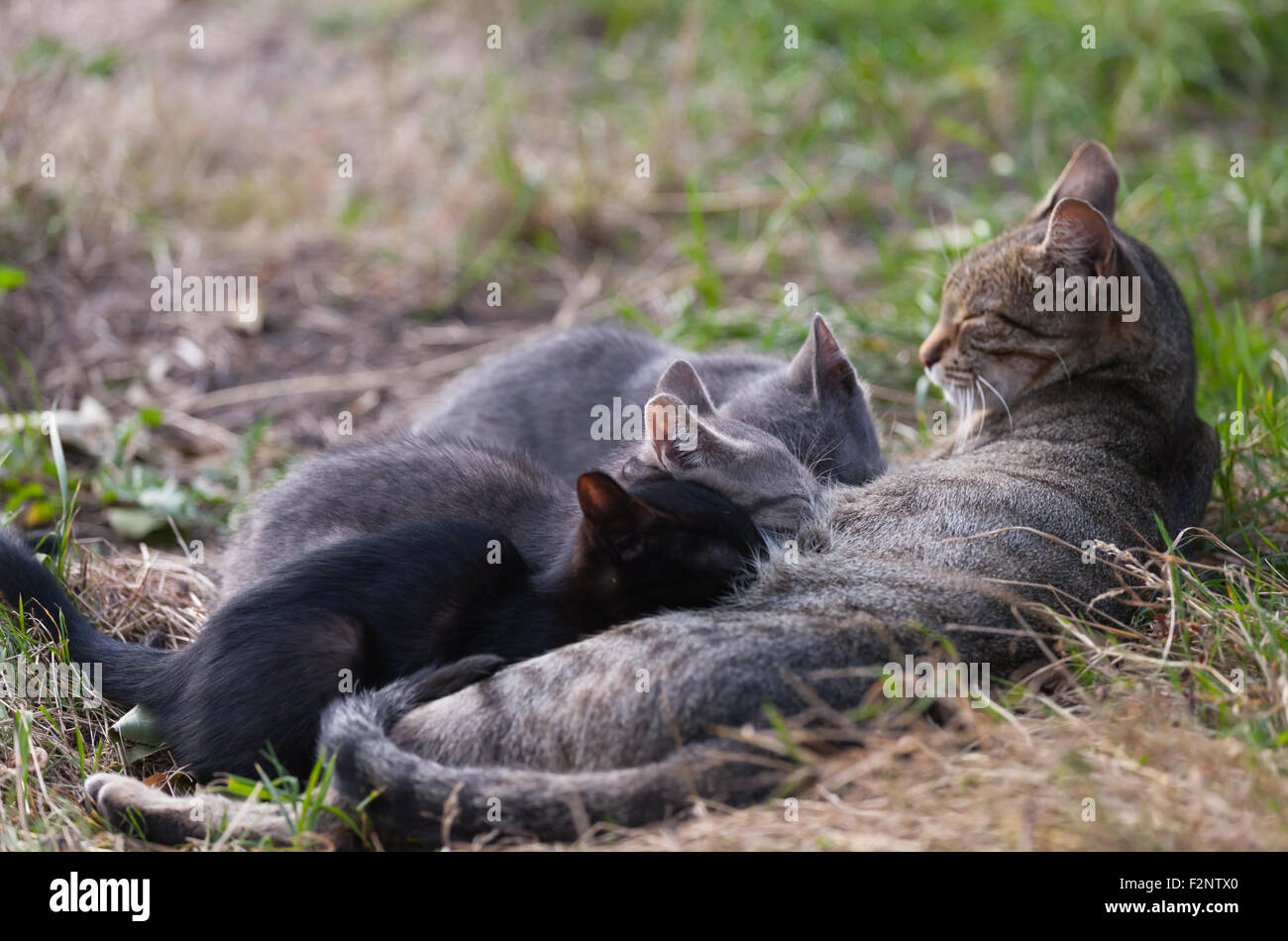 Cat Nursing her Kittens. motherhood Stock Photo