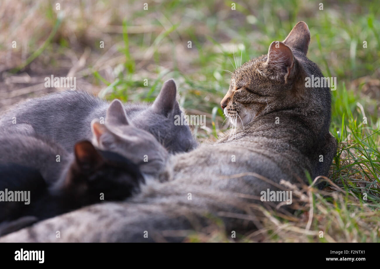 Cat Nursing her Kittens. motherhood Stock Photo Alamy