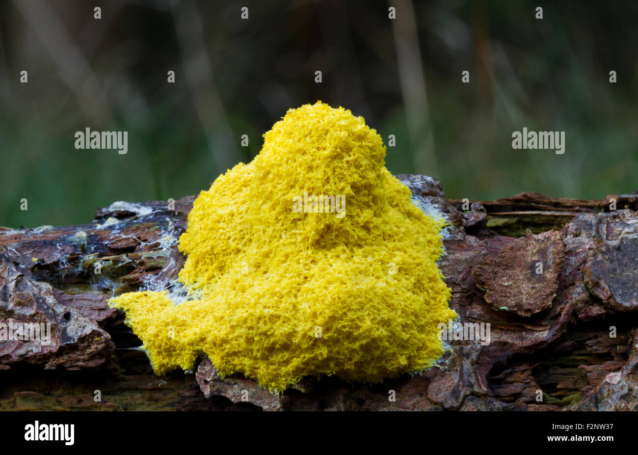 Scrambled egg slime or Flowers of tan (Fuligo septica), a species of plasmodial slime mold, on the bark of a dead pine tree Stock Photo