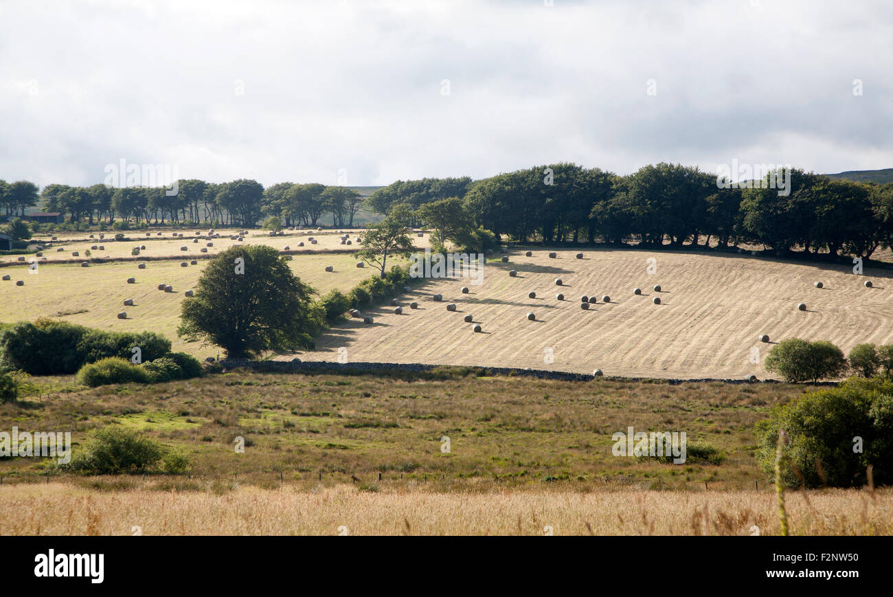 Moorland farming landscape, Dartmoor national park, near Postbridge, Devon, England, UK Stock Photo