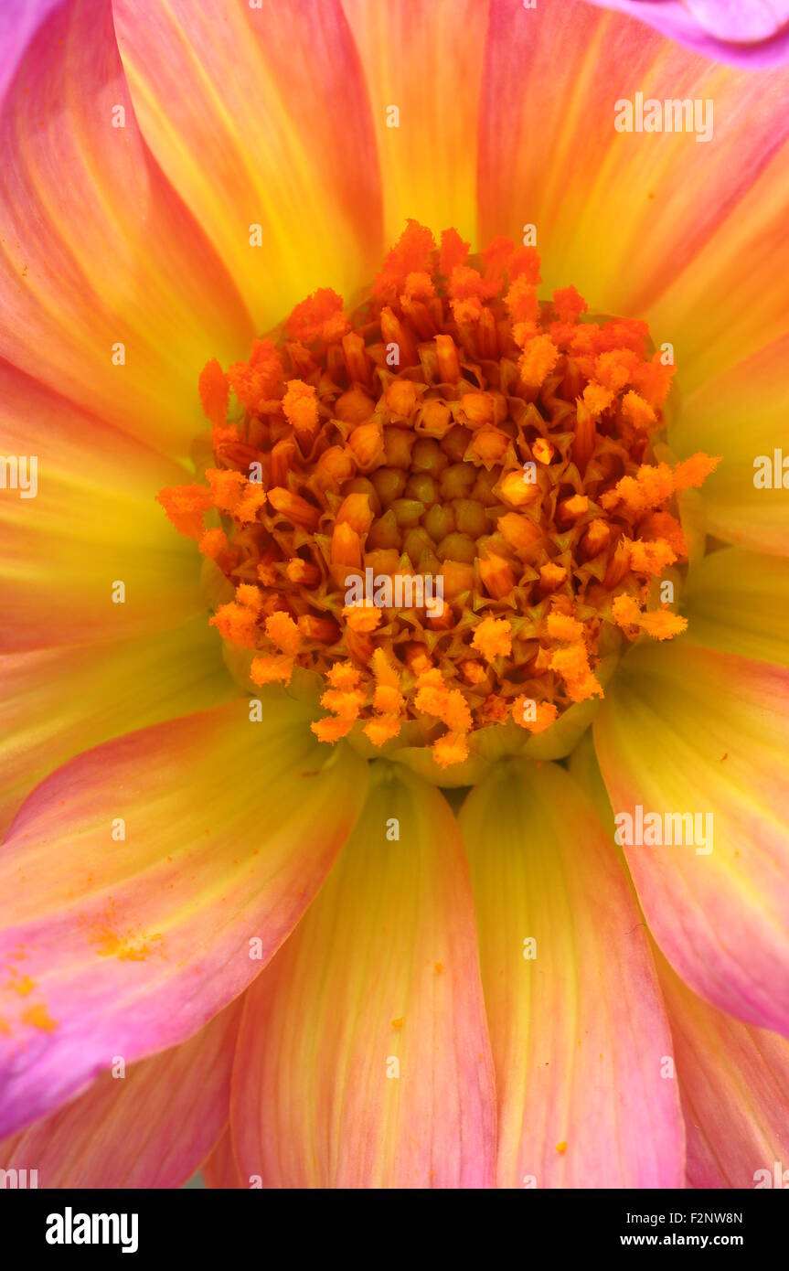 Close up of pink and yellow flower for background Stock Photo Alamy