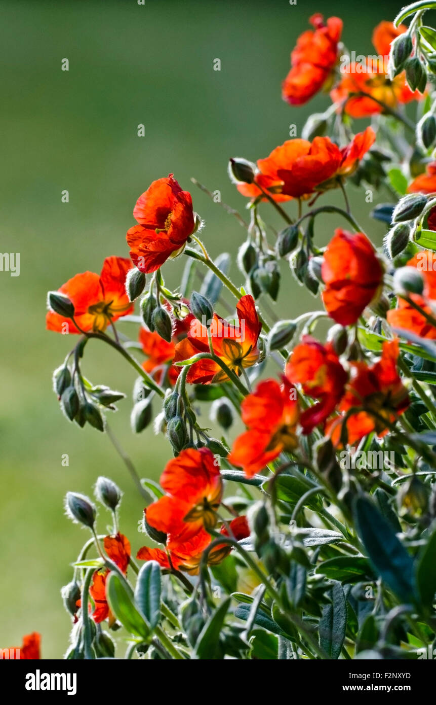 Growth of flowers hires stock photography and images Alamy