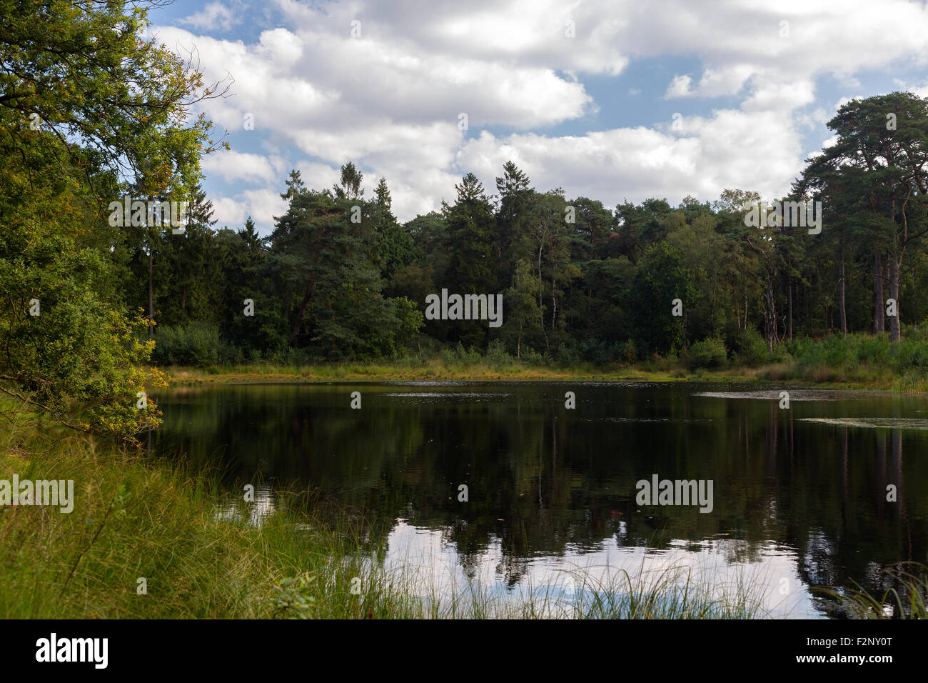 Forest pond in nature reserve Grote Meer, Woensdrecht, North Brabant, Netherlands Stock Photo