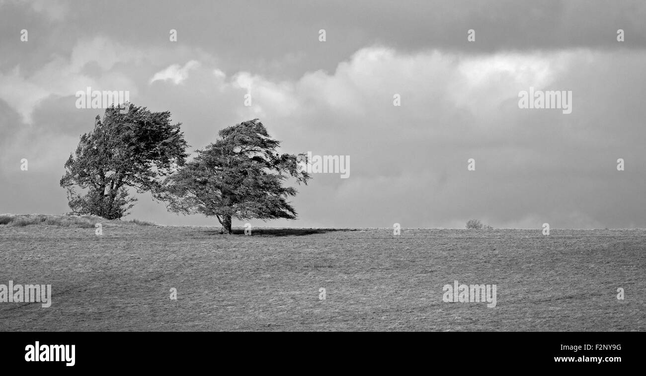 Windswept trees on a Welsh ridge Stock Photo