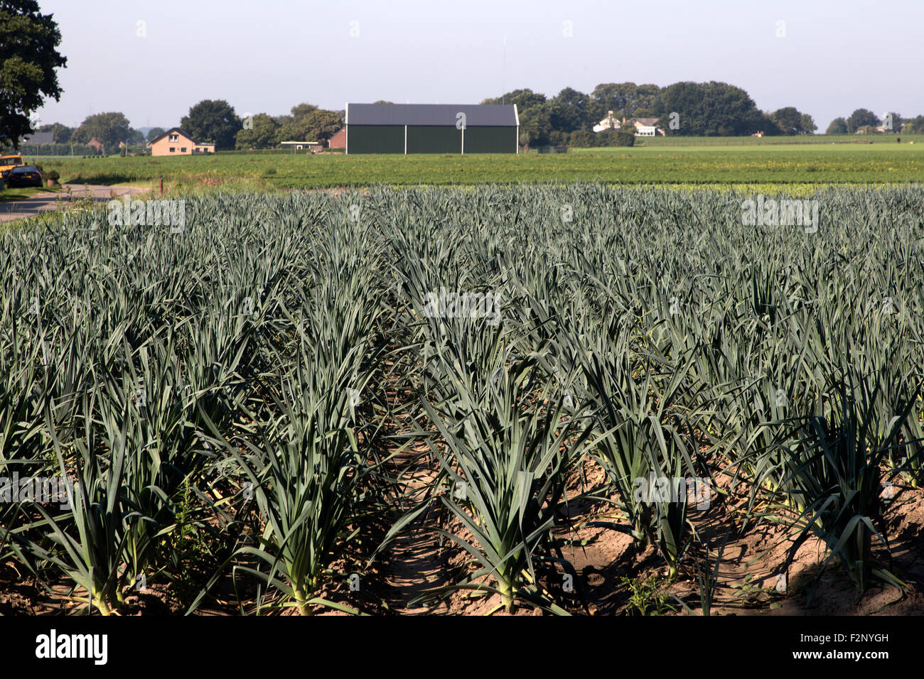 Field with leek growing in the open air Stock Photo