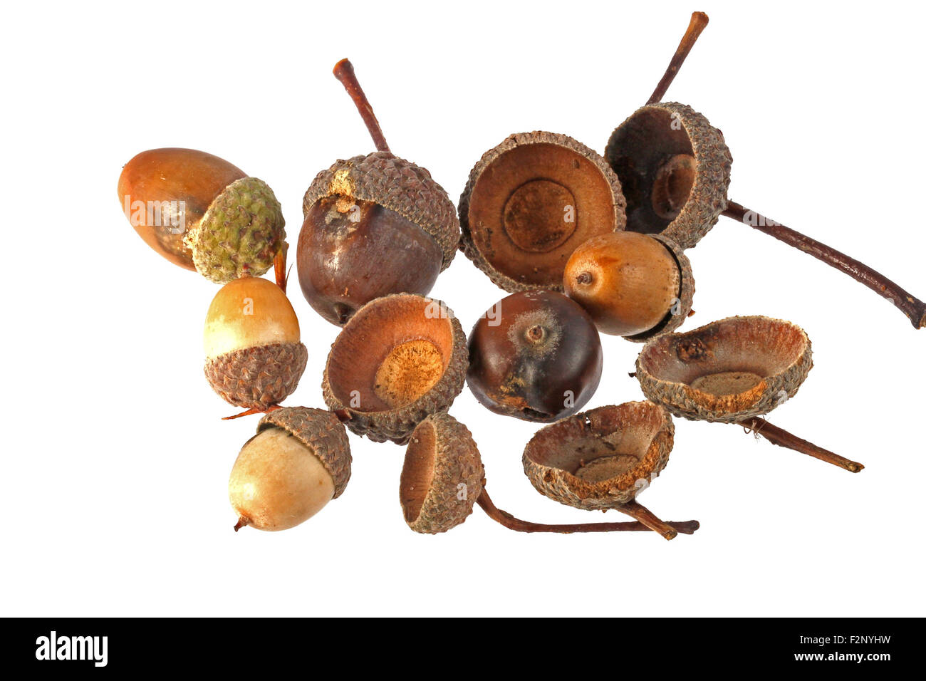 Close up photo of acorns on a plain white background. Stock Photo