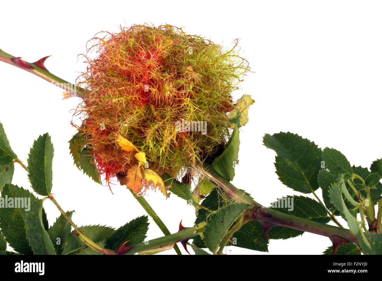 Gall made for winter protection by a Rose Stem gall wasp. It is about the size of a golf ball. Stock Photo