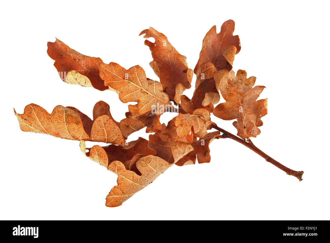 Autumn oak leaves on a plain white background Stock Photo