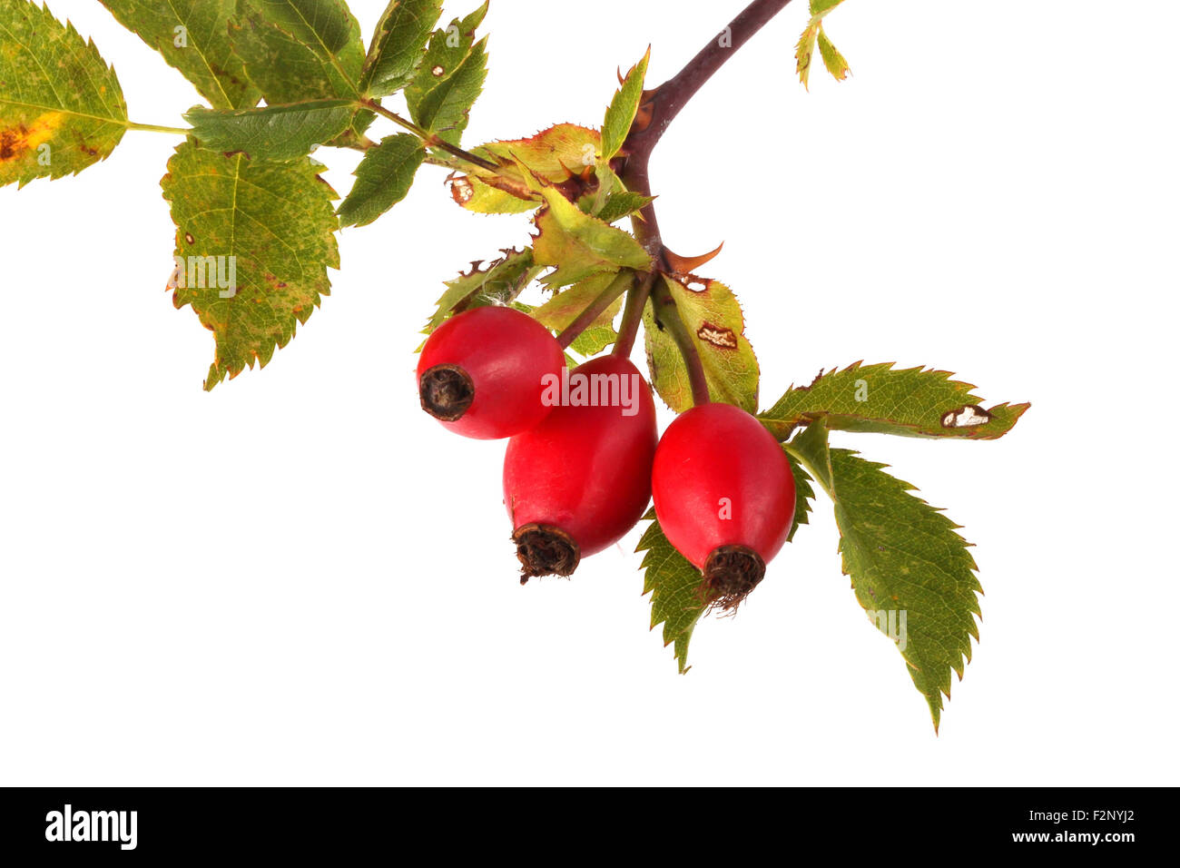 Three red rose hips and leaves on a plain white background. Stock Photo