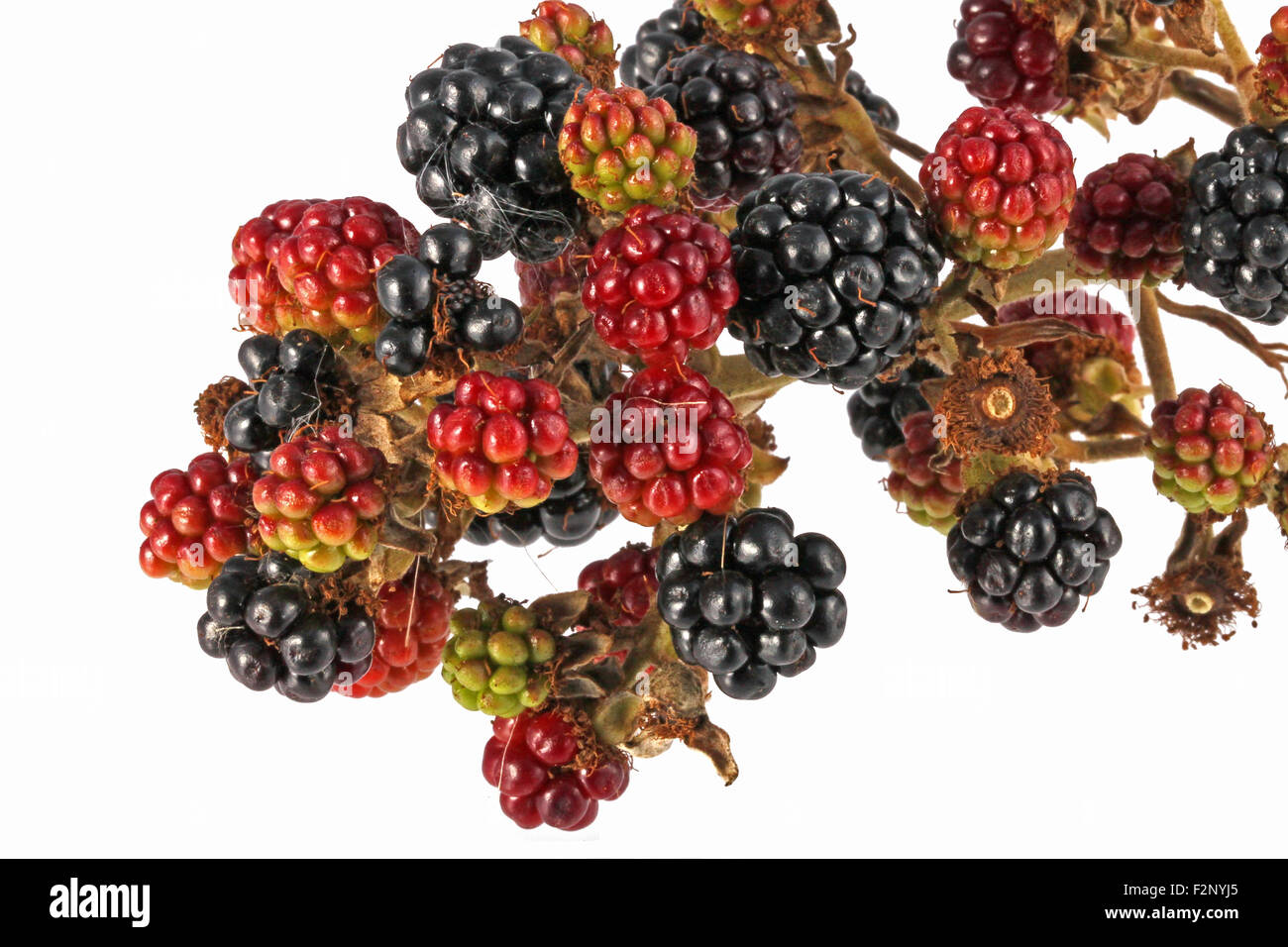 Bunch of blackberries on a plain white background. Stock Photo