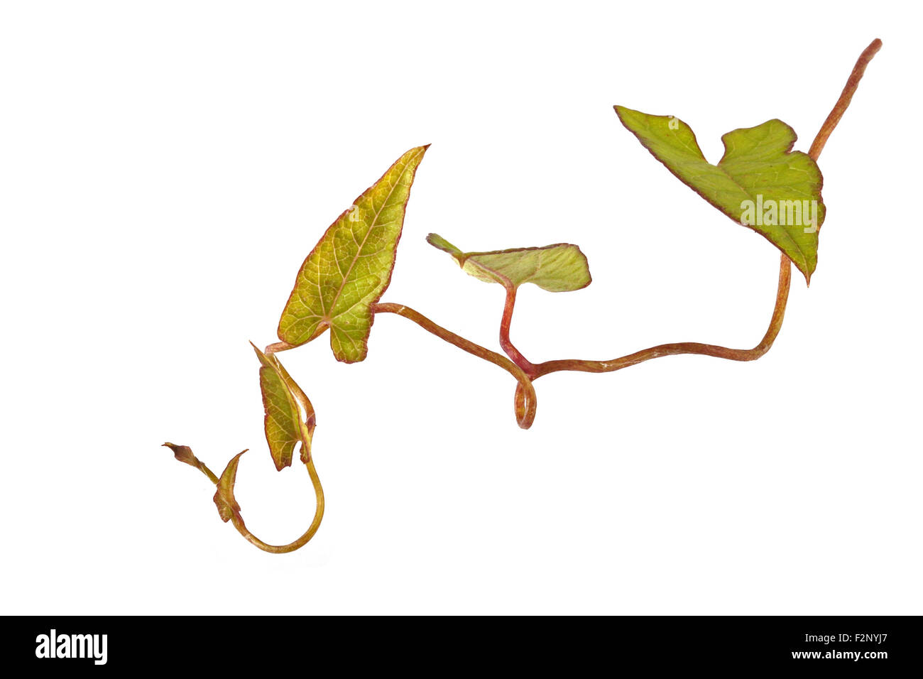 Bind weed on a plain white background. Stock Photo