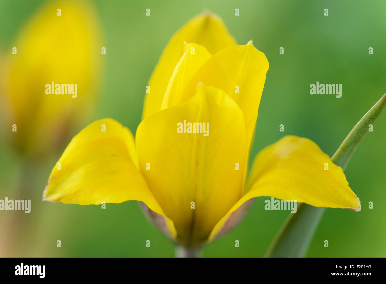 Tulip Tulipa Kolpakowskiana High Resolution Stock Photography And Images Alamy
