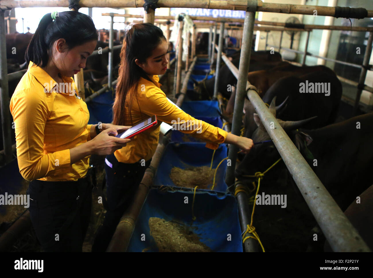 Banten, Indonesia. 22nd Sep, 2015. A breakthrough marketing techniques performed sacrificial cow Haji Doni using a sales promotion girl as an innovative way to attract buyers to come Credit:  Denny Pohan/Alamy Live News Stock Photo