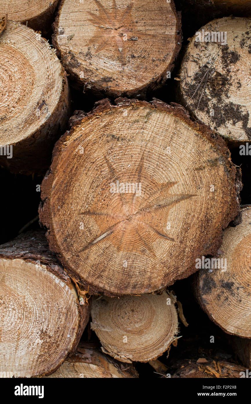 Cut surfaces with annual rings of logs Stock Photo