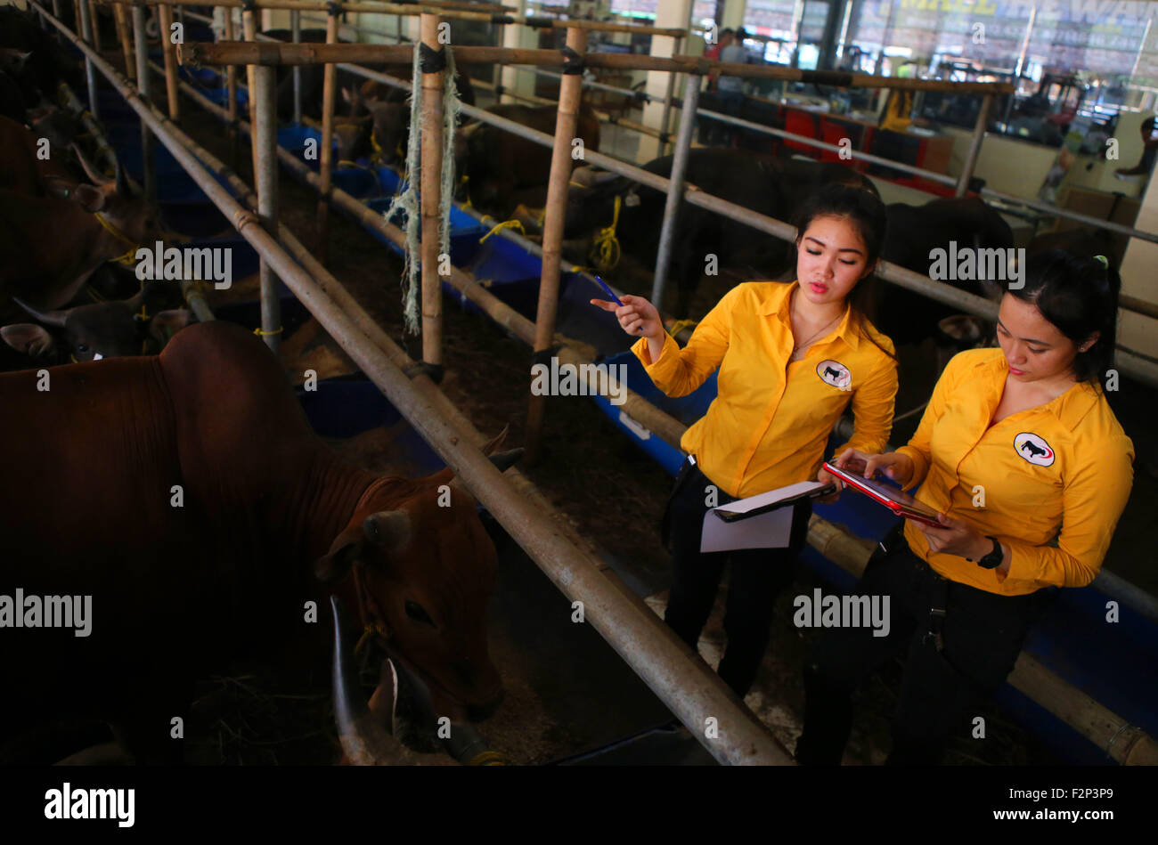 Banten, Indonesia. 22nd Sep, 2015. A breakthrough marketing techniques performed sacrificial cow Haji Doni using a sales promotion girl as an innovative way to attract buyers to come Credit:  Denny Pohan/Alamy Live News Stock Photo