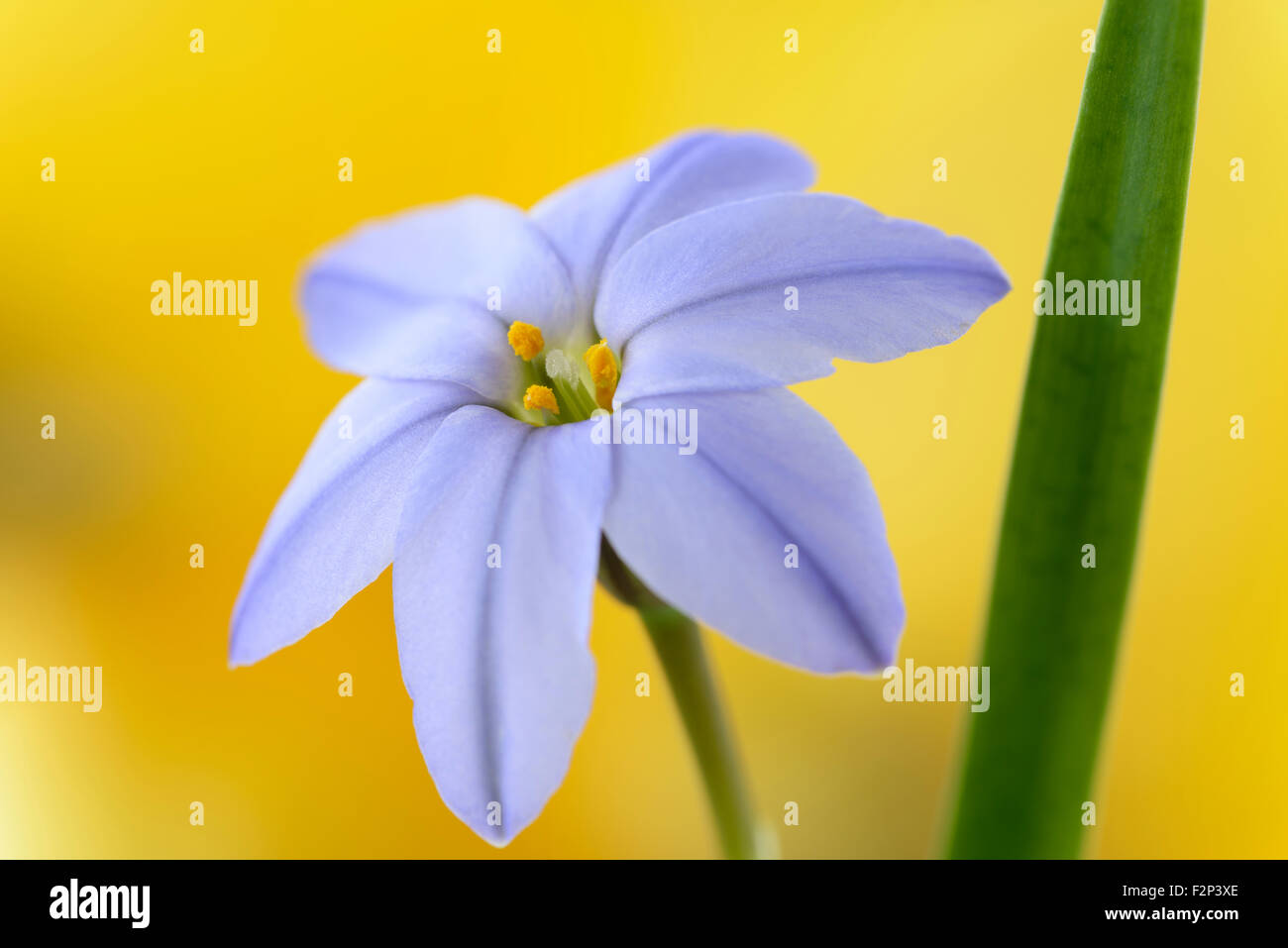 Fiedler hires stock photography and images Alamy