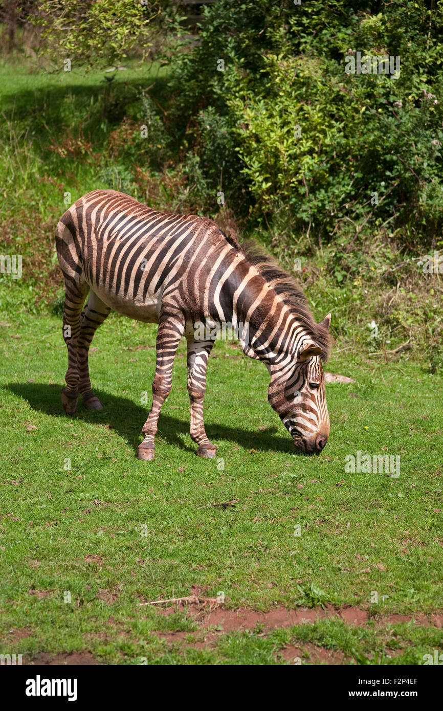 Hartmann's mountain zebra grazing at Paignton zoo in dorset uk Stock Photo