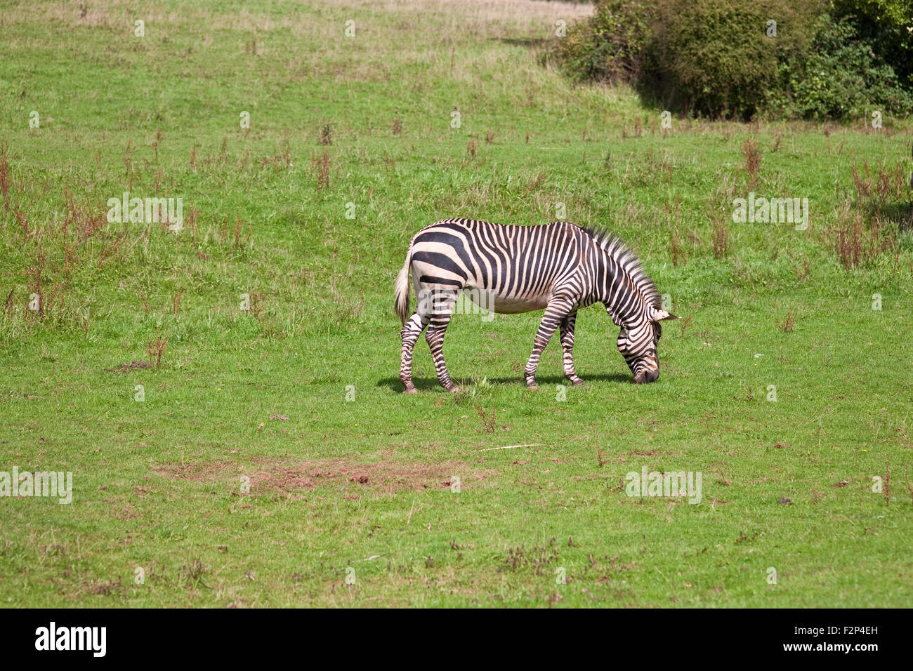 Hartmann's mountain zebra grazing at Paignton zoo in Dorset uk Stock Photo