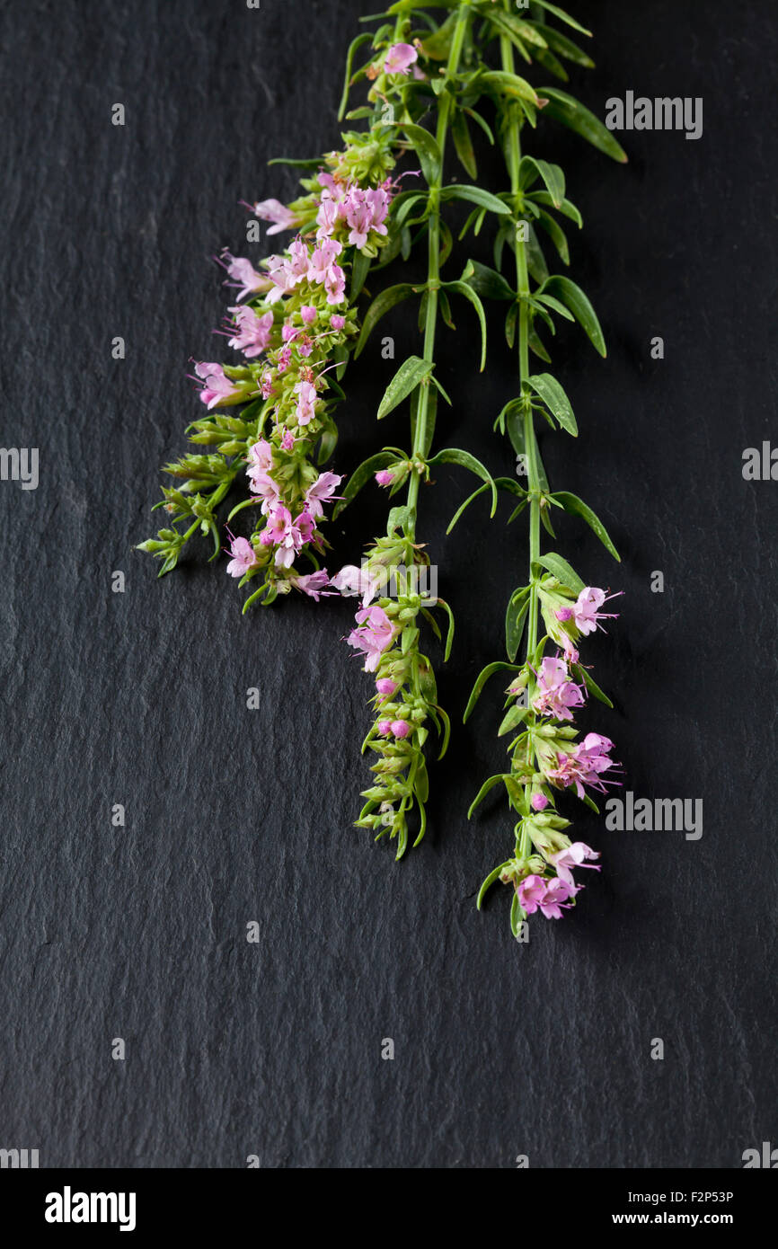 Blossoming hyssop on slate Stock Photo