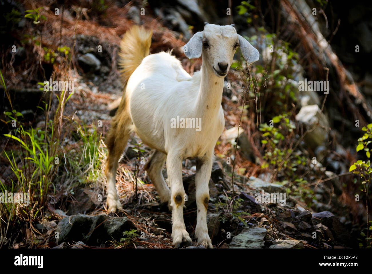 Photo taken in north india while trekking near the himalayas and passing through villagers stock