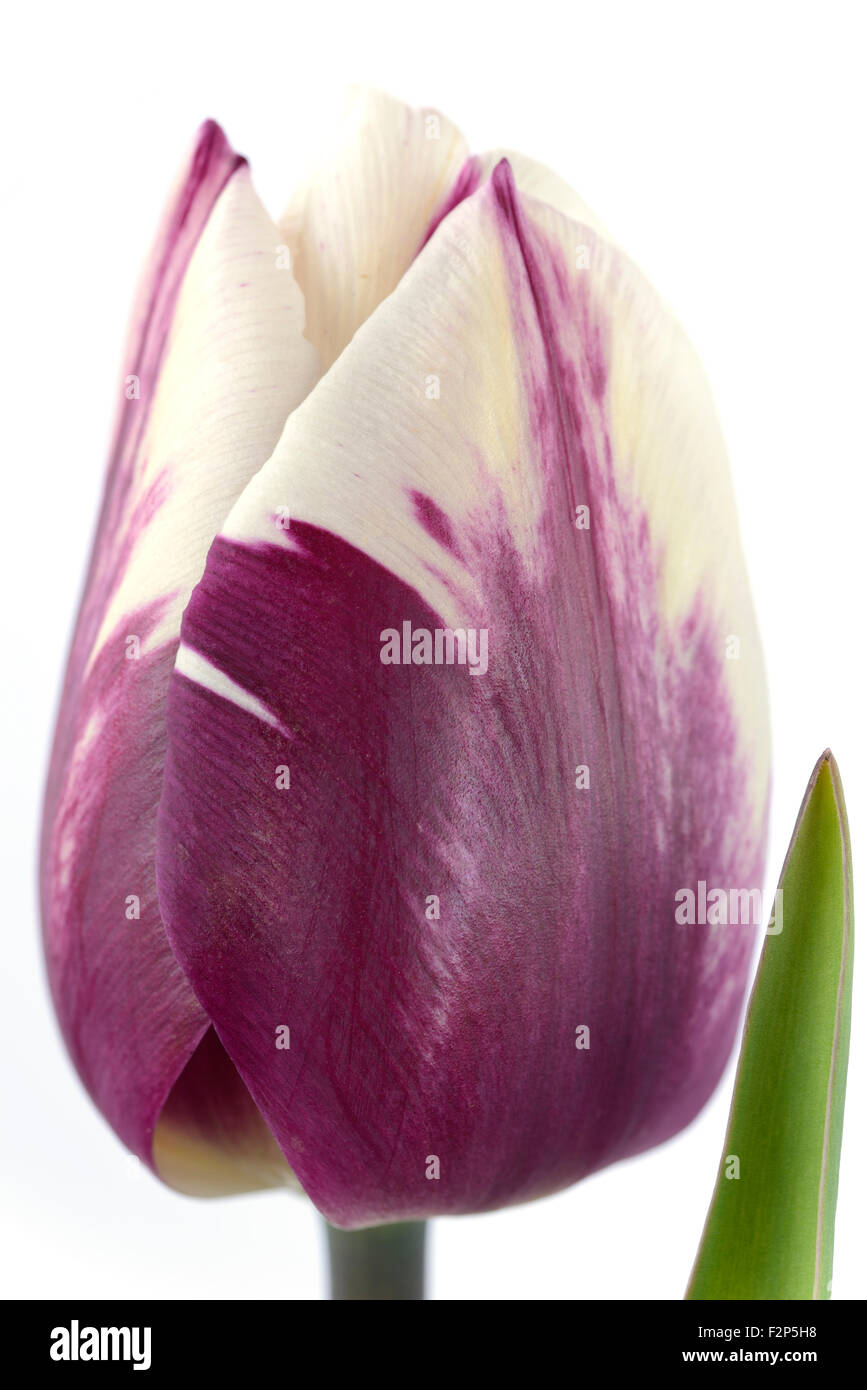Tulipa  'Zurel'  Tulip  Triumph Group  April Stock Photo