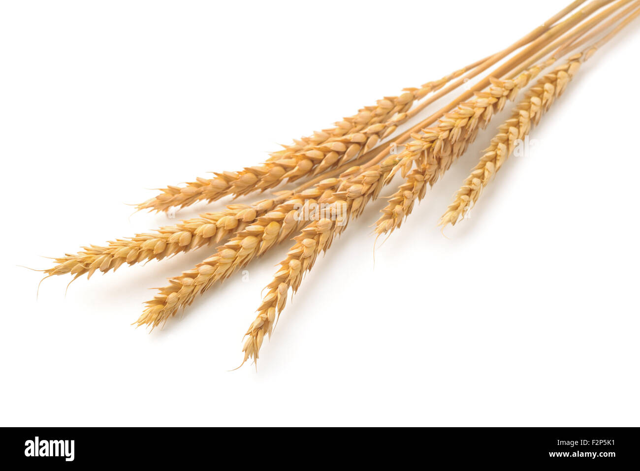 Ripe  wheat ears isolated on white Stock Photo
