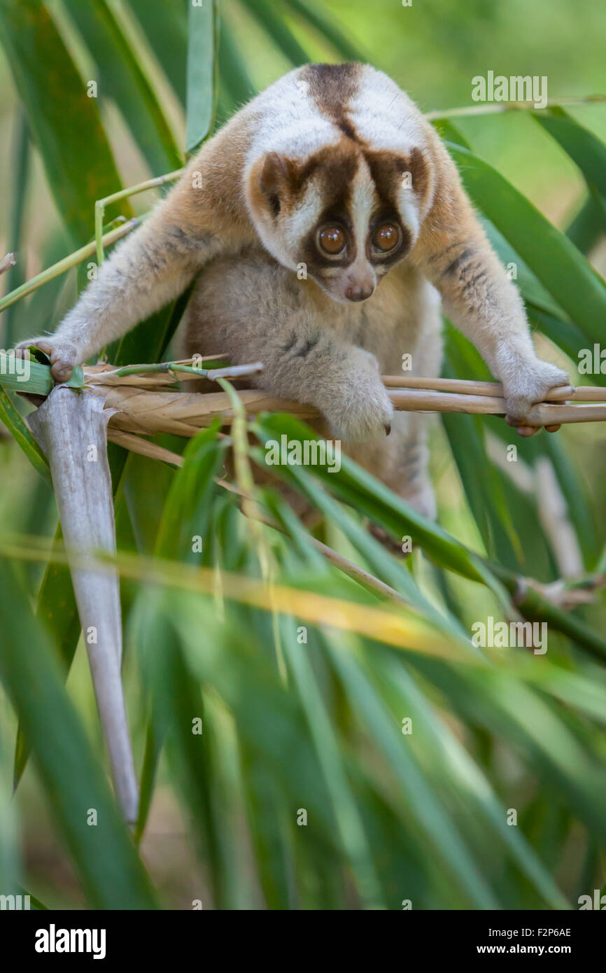 Javan slow loris (Nycticebus javanicus) on bamboo tree in West Java, Indonesia. Stock Photo