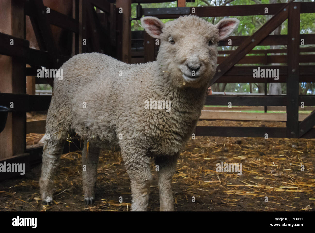 A young lamb at Churchill Island Heritage Farm. Stock Photo