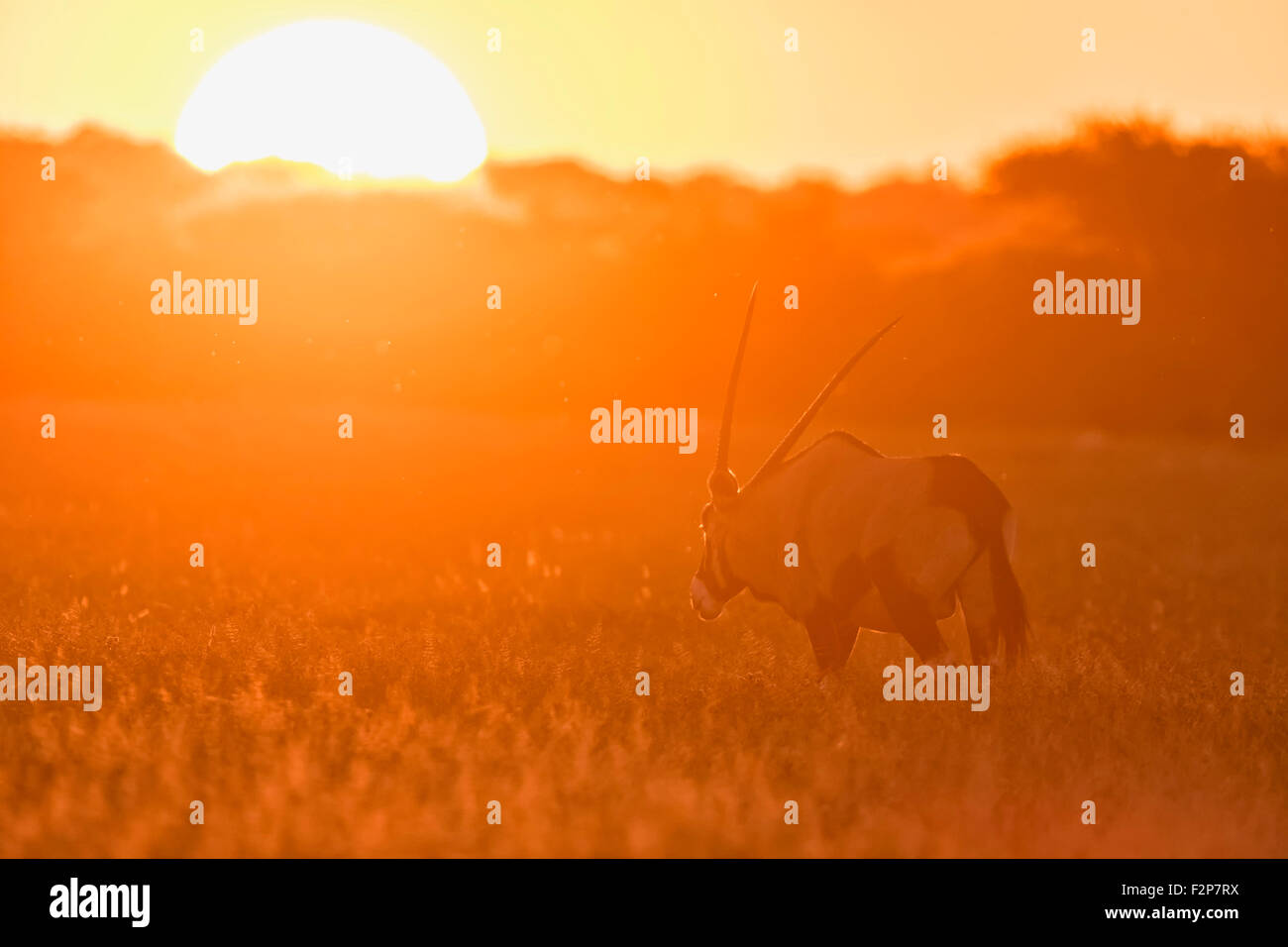 Botswana, Kalahari, Central Kalahari Game Reserve, gemsbok at sunset Stock Photo