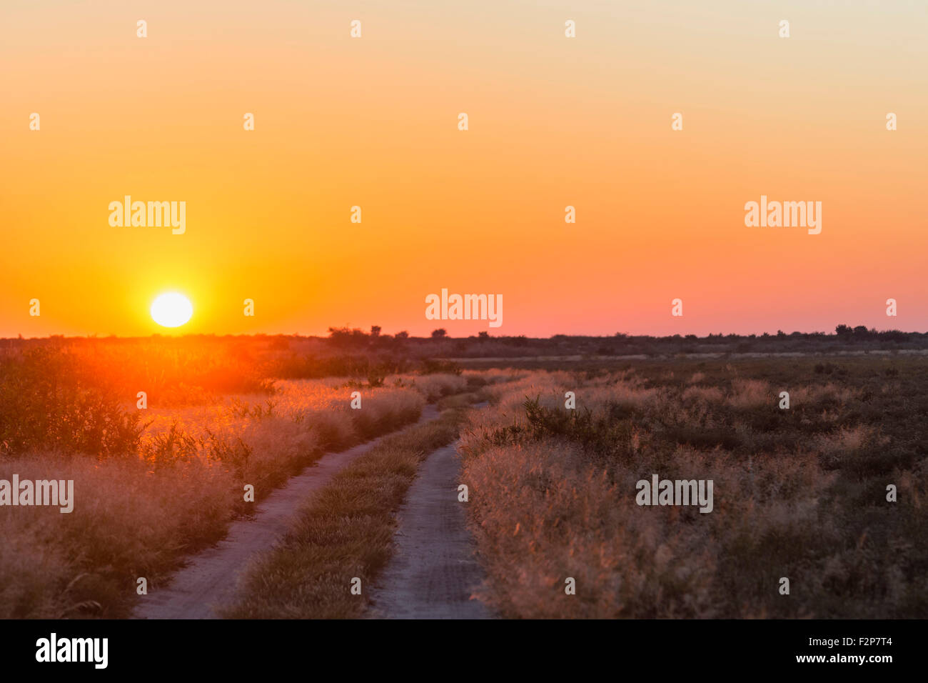 Botswana, Kalahari, Central Kalahari Game Reserve, piste at sunrise Stock Photo