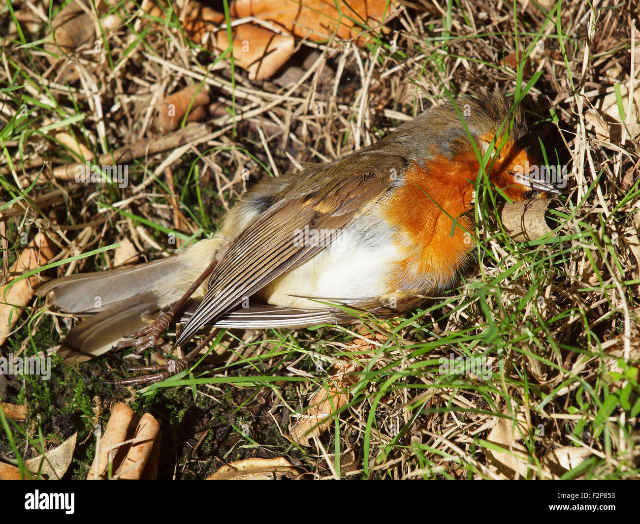 A dead European insectivorous passerine Robin (Erithacus Rubecula) lying deceased in the suburbs of Tynemouth. Stock Photo