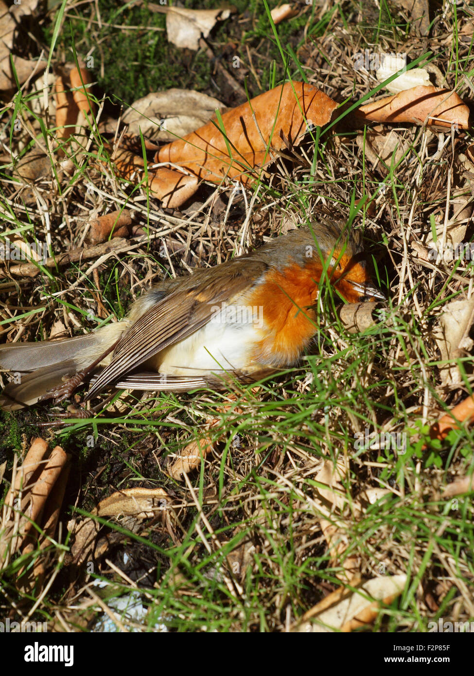 Newcastle Upon Tyne, 22nd September 2015, Uk News. A dead European, insectivorus passerine Robin (Erithacus Rubecula) found in the suburbs of Tynemouth. Stock Photo