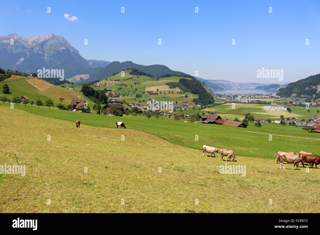 Cows grazing the grass in the hills of the Alps mountains in Switzerland on Mount Stastenhorn near Lucerne Stock Photo