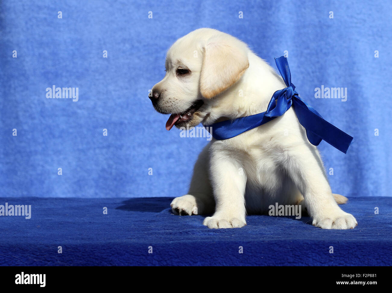 the nice yellow labrador puppy sitting on blue background Stock Photo ...