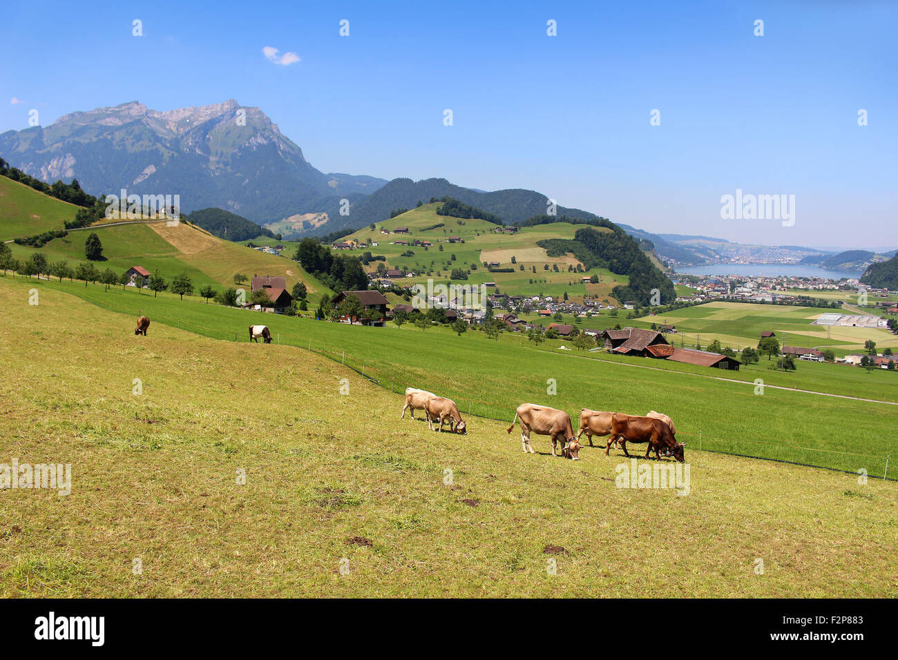 Cows grazing the grass in the hills of the Alps mountains in Switzerland on Mount Stastenhorn near Lucerne Stock Photo
