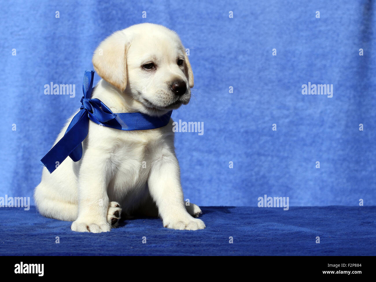 nice yellow labrador puppy sitting on blue background Stock Photo - Alamy