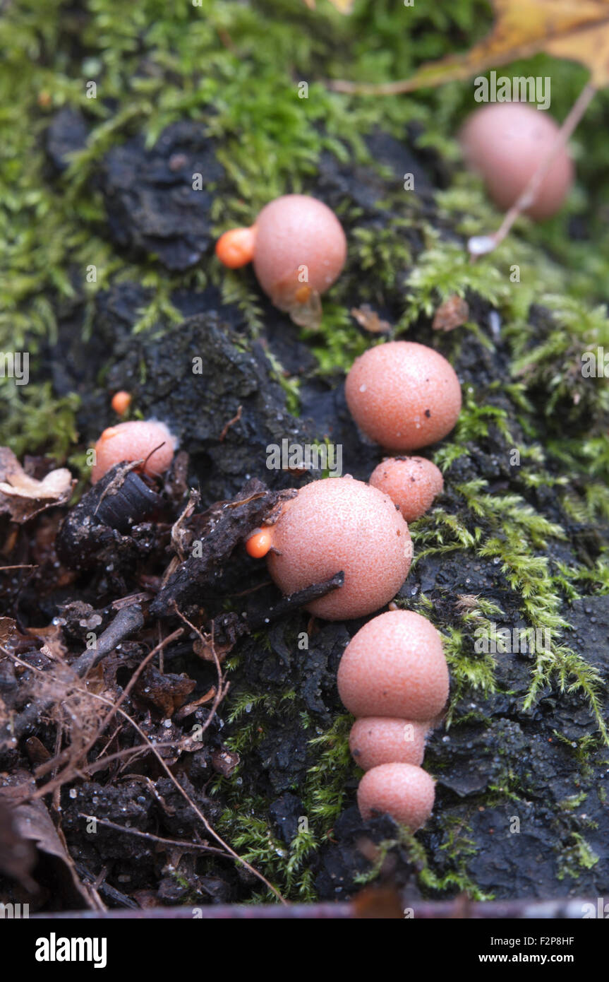 Mushrooms (slime mould Lycogala epidendrum)  in a green moss Stock Photo