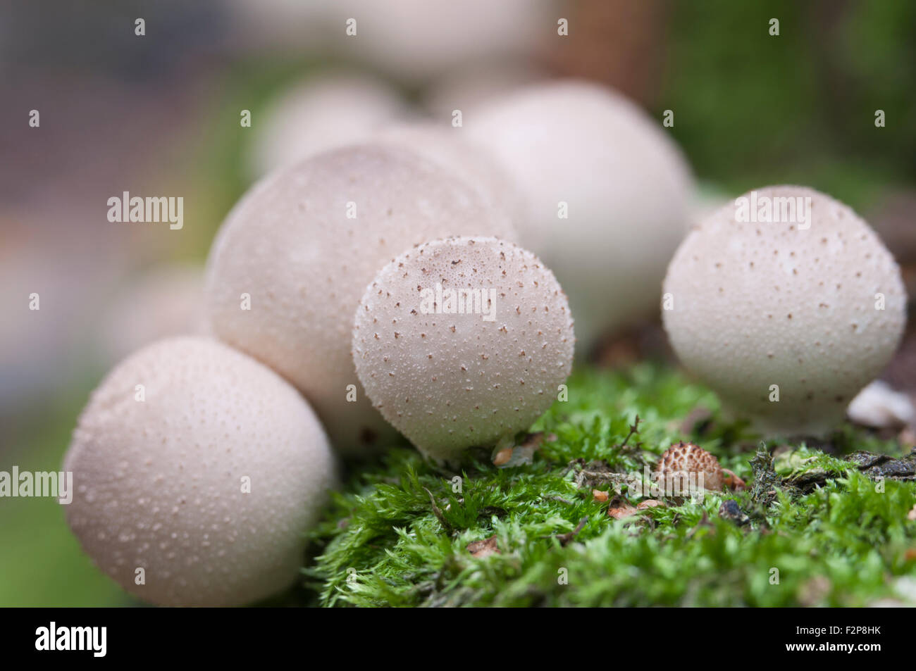 Puffball mushrooms on a stump Lycoperdon umbrinum in a moss Stock