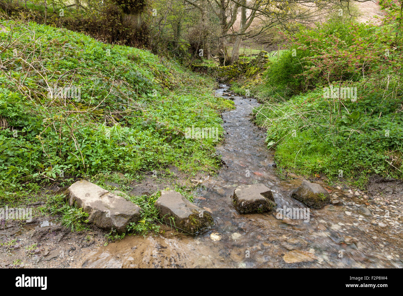 Stepping stones crossing stream water, Derbyshire, England, UK Stock Photo