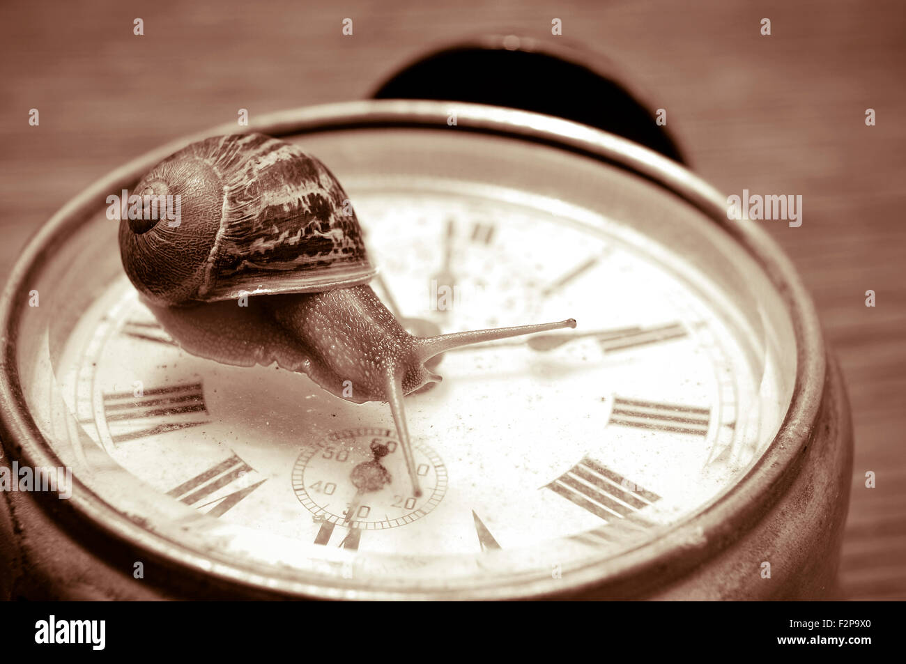 a land snail on an old desktop clock, in sepia tone Stock Photo - Alamy