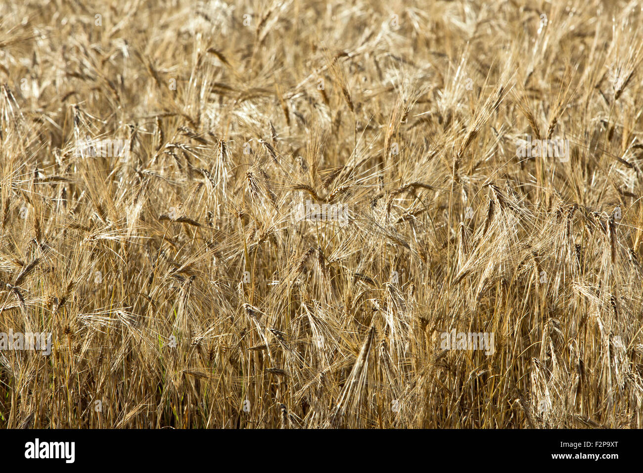 Close-up of mature barley gowing in field, pre-harvest. Stock Photo