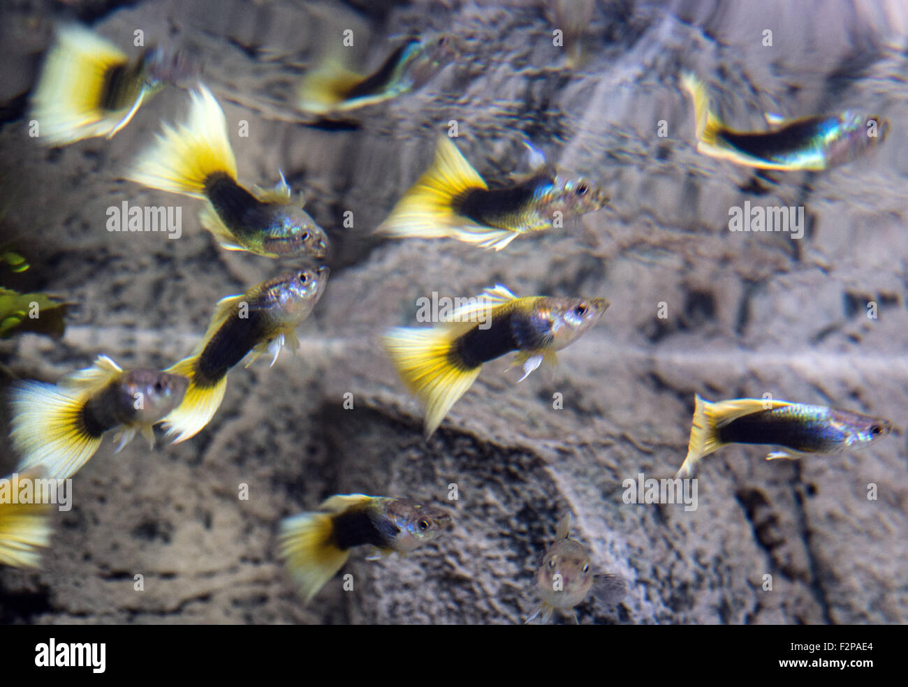 Dortmund, Germany. 22nd Sep, 2015. BVB-Guppies (Poecilia reticulata ssp.), a new variety of guppy named after German football club Borussia Dortmund due to their black-and-yellow colouring, in an aquarium at the zoo in Dortmund, Germany, 22 September 2015. The fish, which originate from South America, are being used to promote the "Aqua Expo Tage" trade exhibition, which runs from 2-4 October in Dortmund. PHOTO: BERND THISSEN/DPA/Alamy Live News Stock Photo