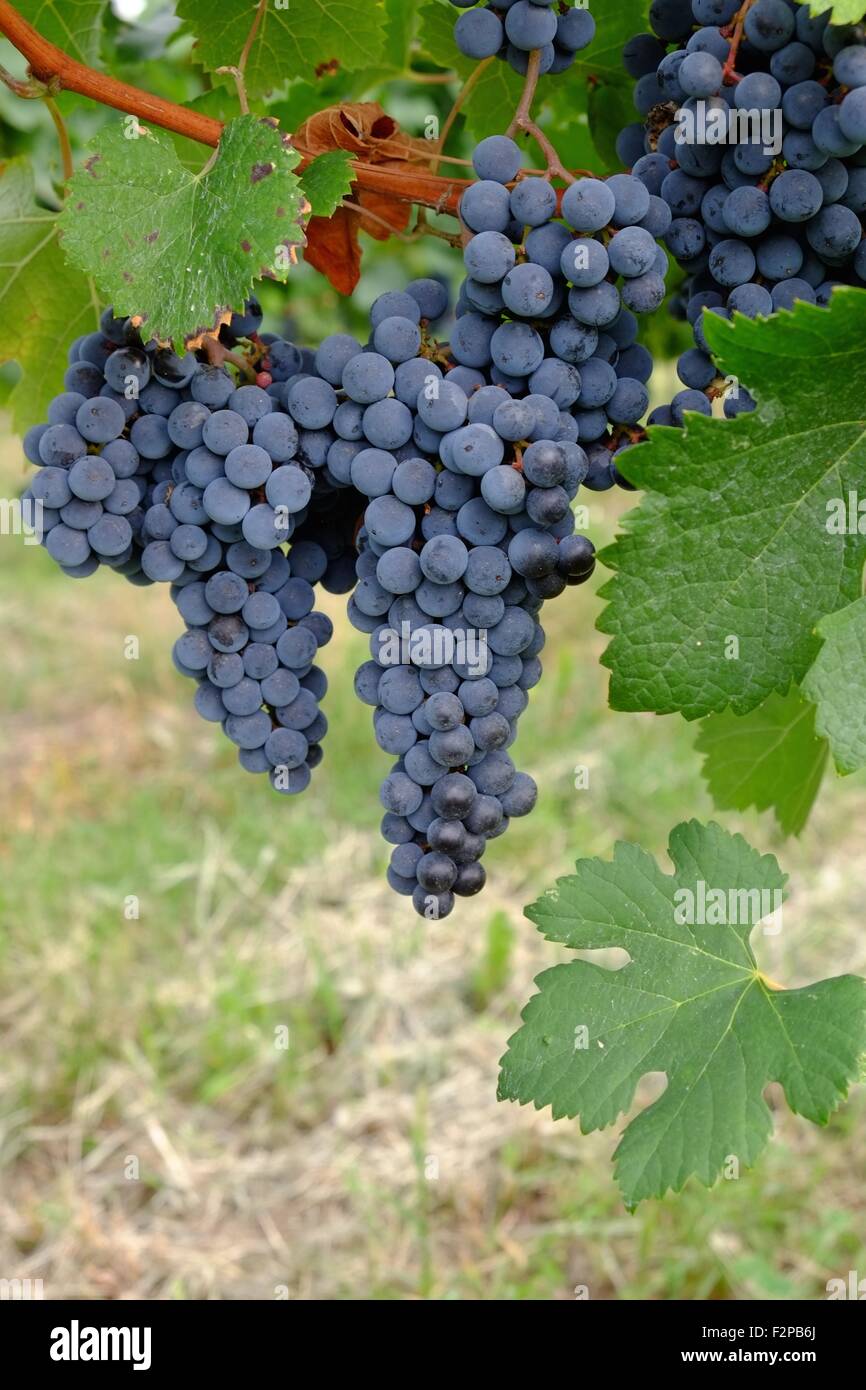 Grapes in wine region, north of Italy Stock Photo Alamy