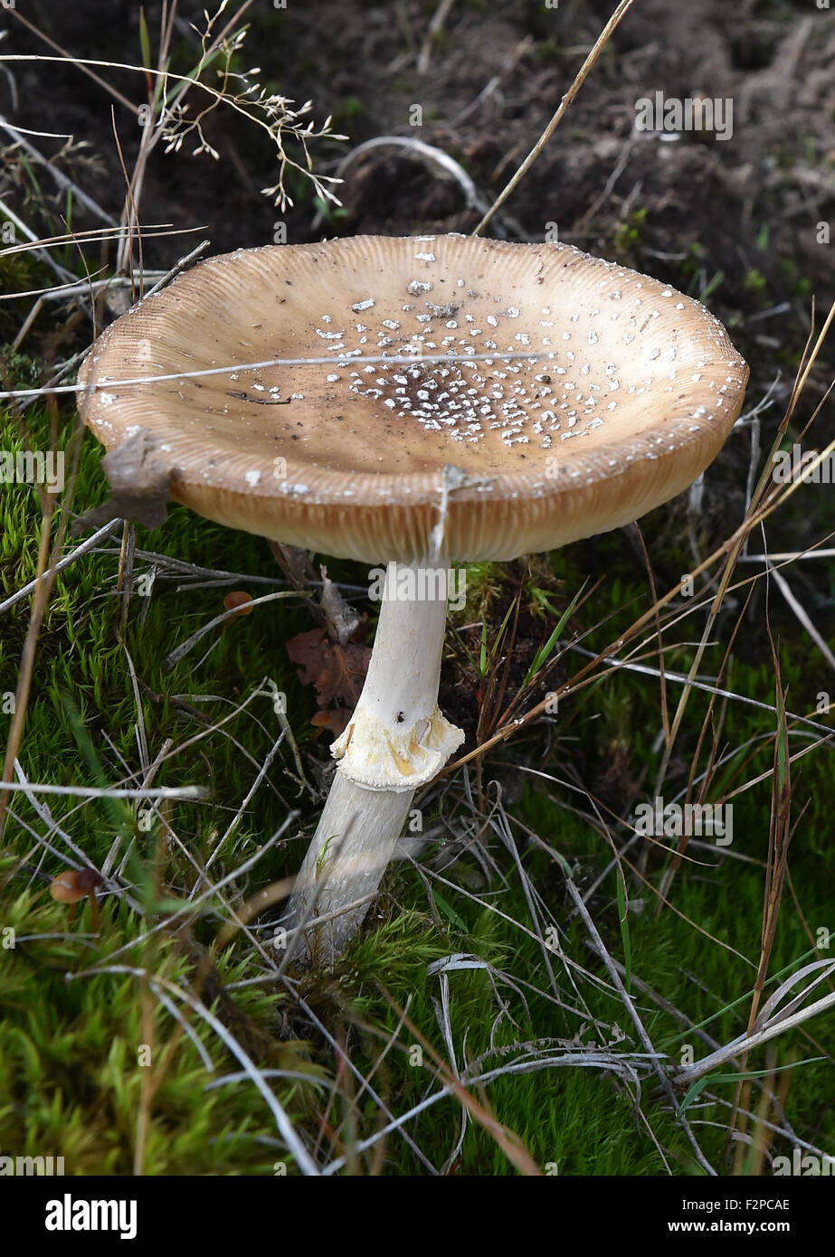 Fahrland, Germany. 21st Sep, 2015. A poisonous false blusher mushroom growing in a forest near Fahrland, Germany, 21 September 2015. Mushrooms begin to sprout in mild, damp weather. PHOTO: BERND SETTNIK/DPA/Alamy Live News Stock Photo