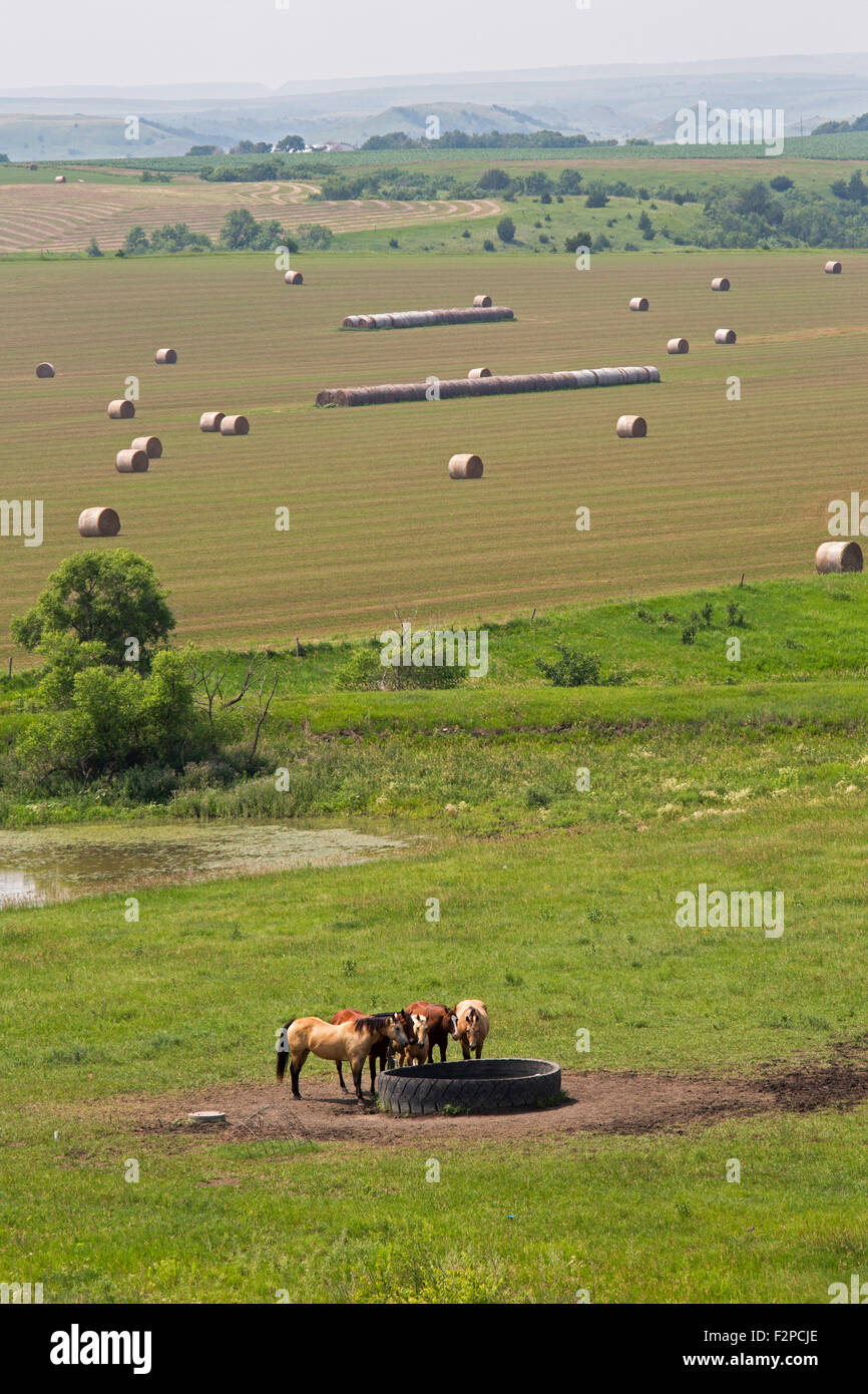 Gregory County, South Dakota - Horses drink at a water tank made from an old tire. Stock Photo