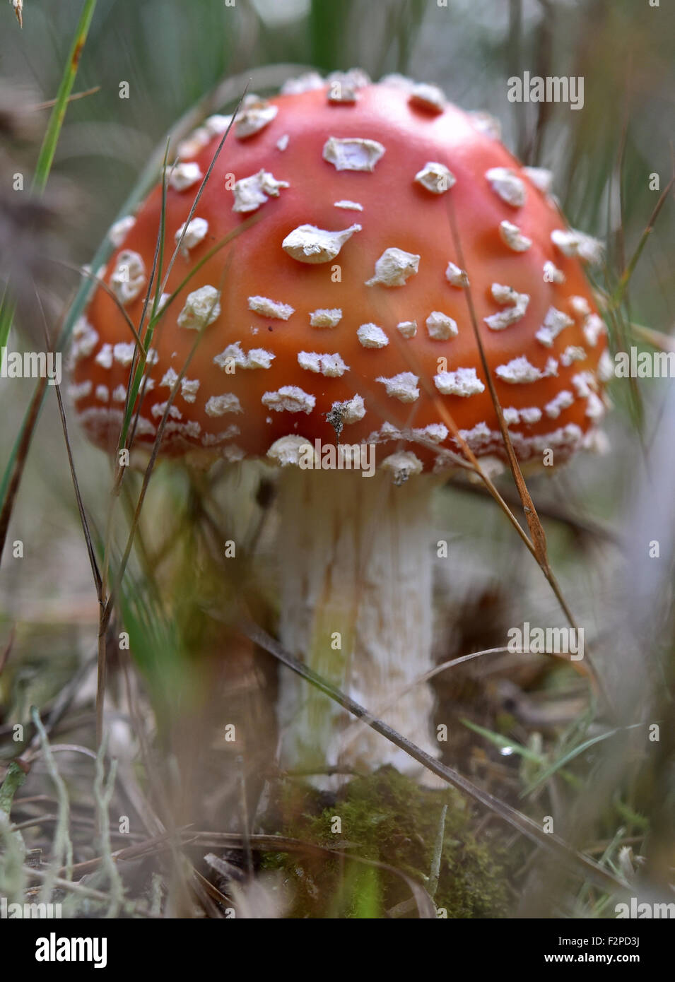 Fahrland, Germany. 21st Sep, 2015. A poisonous fly agaric mushroom growing in a forest near Fahrland, Germany, 21 September 2015. Mushrooms begin to sprout in mild, damp weather. PHOTO: BERND SETTNIK/DPA/Alamy Live News Stock Photo